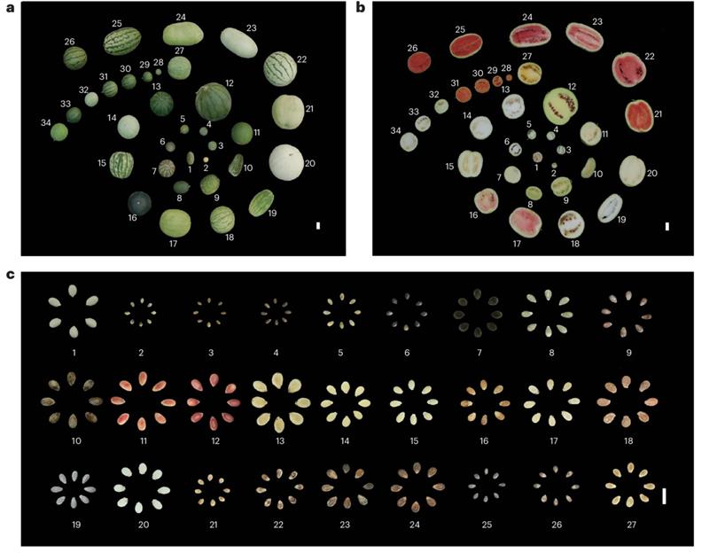 Why Plant Pan‑Genomics Is Essential for Breeding and Evolutionary Research